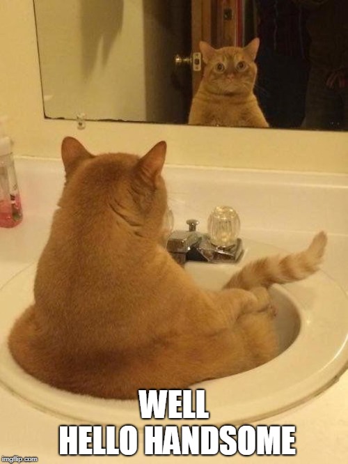 WELL HELLO HANDSOME | image tagged in hi handsome,cats | made w/ Imgflip meme maker