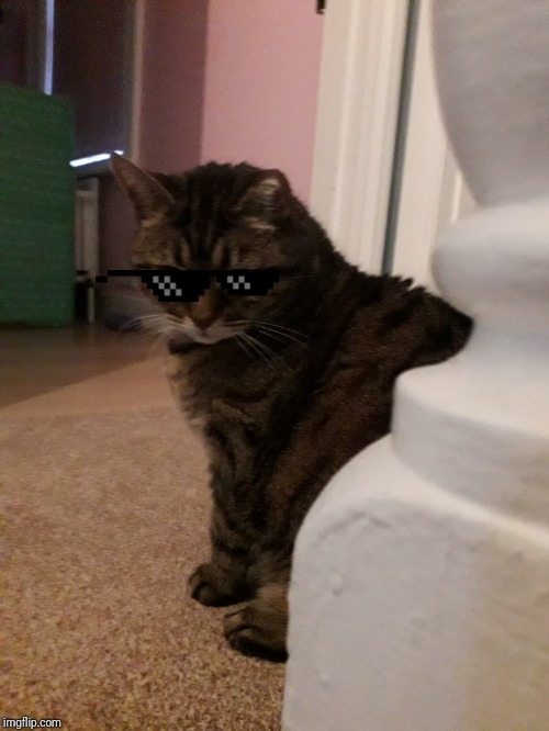 Cool cat  | image tagged in cool cat | made w/ Imgflip meme maker