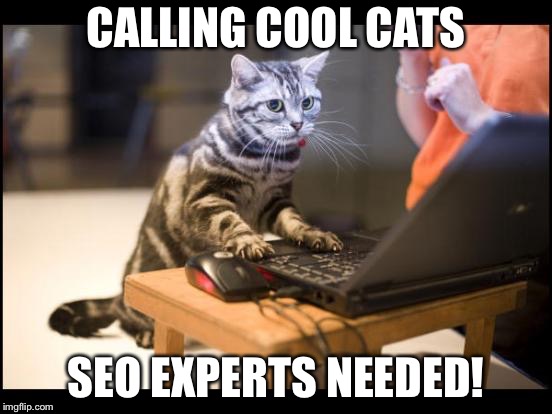 Computer expert cat | CALLING COOL CATS; SEO EXPERTS NEEDED! | image tagged in computer expert cat | made w/ Imgflip meme maker