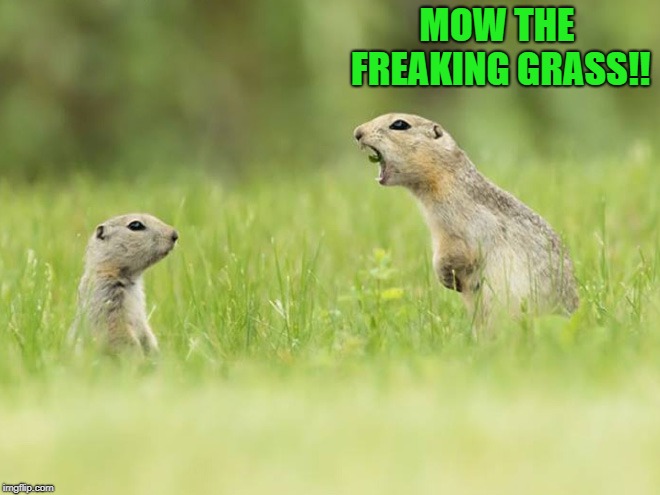 nagging wife | MOW THE FREAKING GRASS!! | image tagged in gopher,nagging wife | made w/ Imgflip meme maker