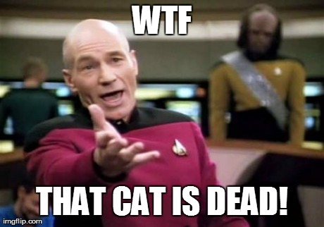 Picard Wtf Meme | WTF THAT CAT IS DEAD! | image tagged in memes,picard wtf | made w/ Imgflip meme maker