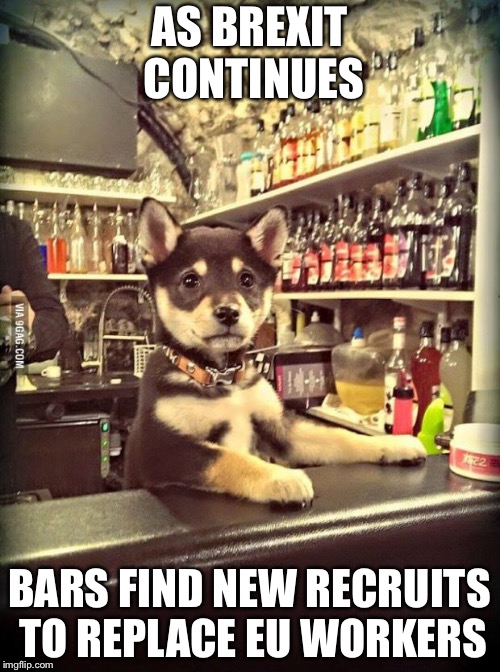 Bartender Puppy | AS BREXIT CONTINUES; BARS FIND NEW RECRUITS TO REPLACE EU WORKERS | image tagged in bartender puppy,brexit | made w/ Imgflip meme maker