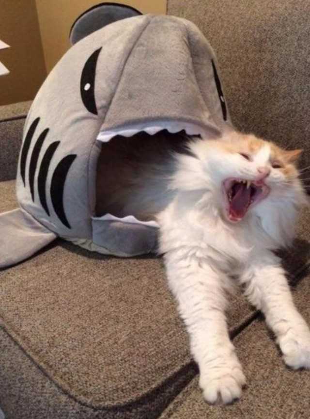 shark eating cat Blank Meme Template