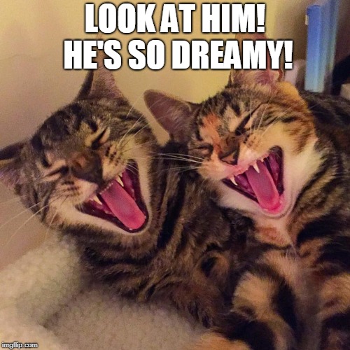 cats smiling | LOOK AT HIM! HE'S SO DREAMY! | image tagged in cats smiling | made w/ Imgflip meme maker