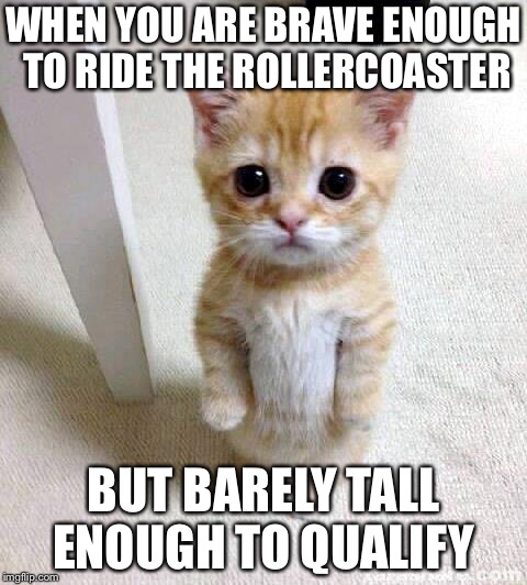 this is me... xd im so short | WHEN YOU ARE BRAVE ENOUGH TO RIDE THE ROLLERCOASTER; BUT BARELY TALL ENOUGH TO QUALIFY | image tagged in memes,cute cat | made w/ Imgflip meme maker