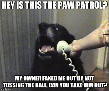 Yes this is dog | HEY IS THIS THE PAW PATROL? MY OWNER FAKED ME OUT BY NOT TOSSING THE BALL, CAN YOU TAKE HIM OUT? | image tagged in yes this is dog | made w/ Imgflip meme maker