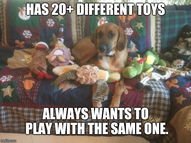 My dog Shelby is super spoiled and has so many toys. But 9/10 times she wants to play with the same purple hedgehog. | HAS 20+ DIFFERENT TOYS; ALWAYS WANTS TO PLAY WITH THE SAME ONE. | image tagged in dog memes,dog,dogs,coonhound,toys,shelby | made w/ Imgflip meme maker