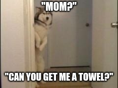 Embarassed Husky | "MOM?"; "CAN YOU GET ME A TOWEL?" | image tagged in embarassed husky | made w/ Imgflip meme maker