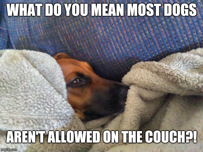 How my dog Shelby sleeps most nights/days. She has 3 spots she likes to snooze, and 2 of them are couches. | WHAT DO YOU MEAN MOST DOGS; AREN'T ALLOWED ON THE COUCH?! | image tagged in dog memes,dogs,coonhound,shelby,spoiled,sleeping on couch | made w/ Imgflip meme maker