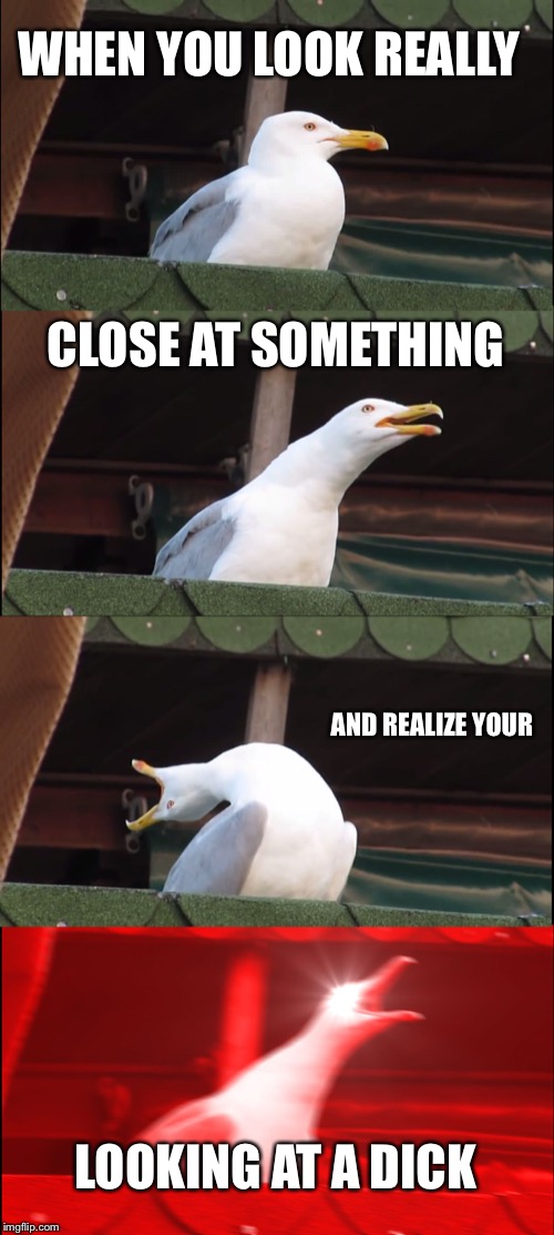 Inhaling Seagull | WHEN YOU LOOK REALLY; CLOSE AT SOMETHING; AND REALIZE YOUR; LOOKING AT A DICK | image tagged in memes,inhaling seagull | made w/ Imgflip meme maker