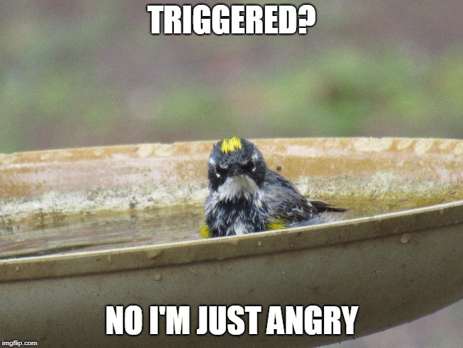 TRIGGERED? NO I'M JUST ANGRY | made w/ Imgflip meme maker