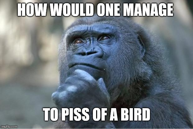 The thinking gorilla | HOW WOULD ONE MANAGE TO PISS OF A BIRD | image tagged in the thinking gorilla | made w/ Imgflip meme maker