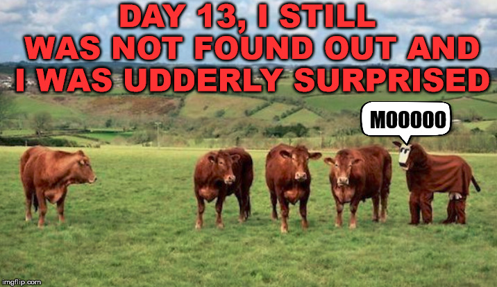 Still fitting in | DAY 13, I STILL WAS NOT FOUND OUT AND I WAS UDDERLY SURPRISED; MOOOOO | image tagged in memes,costume,cows,funny,camouflage | made w/ Imgflip meme maker