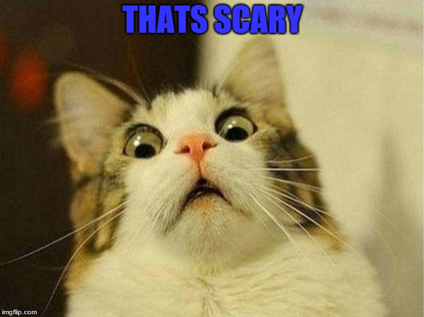 Scared Cat Meme | THATS SCARY | image tagged in memes,scared cat | made w/ Imgflip meme maker