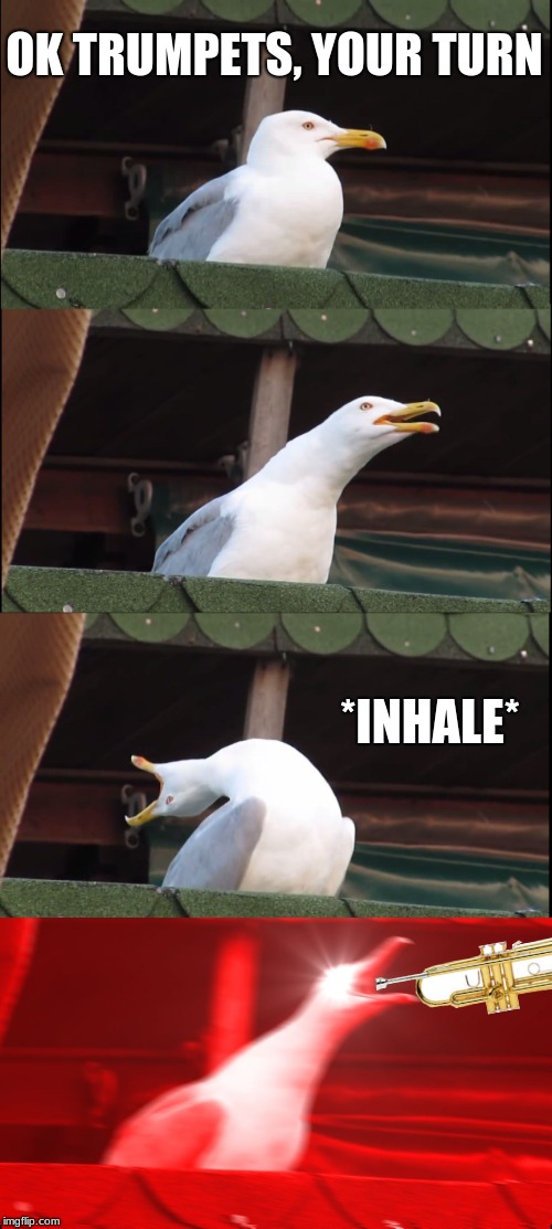 Every Trumpet | OK TRUMPETS, YOUR TURN; *INHALE* | image tagged in memes,inhaling seagull,band | made w/ Imgflip meme maker