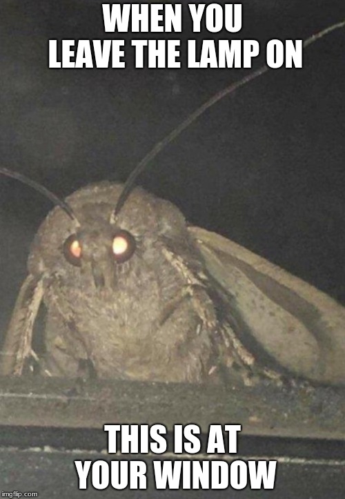 Moth | WHEN YOU LEAVE THE LAMP ON; THIS IS AT YOUR WINDOW | image tagged in moth | made w/ Imgflip meme maker