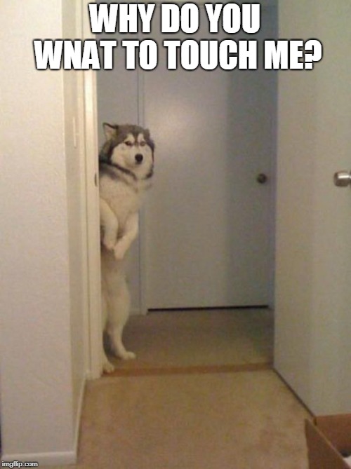 shy husky | WHY DO YOU WNAT TO TOUCH ME? | image tagged in shy husky | made w/ Imgflip meme maker