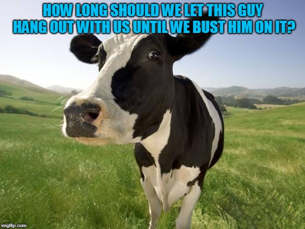 cow | HOW LONG SHOULD WE LET THIS GUY HANG OUT WITH US UNTIL WE BUST HIM ON IT? | image tagged in cow | made w/ Imgflip meme maker