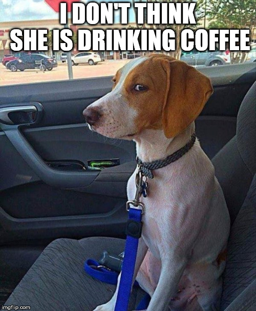 car dog | I DON'T THINK SHE IS DRINKING COFFEE | image tagged in car dog | made w/ Imgflip meme maker