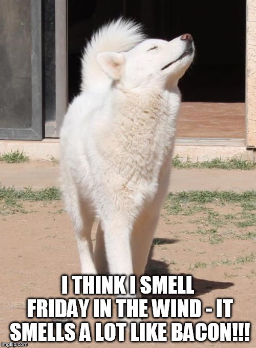 You smell what the wolf is cooking | I THINK I SMELL FRIDAY IN THE WIND - IT SMELLS A LOT LIKE BACON!!! | image tagged in you smell what the wolf is cooking | made w/ Imgflip meme maker