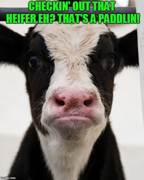 Angry Cow | CHECKIN' OUT THAT HEIFER EH? THAT'S A PADDLIN! | image tagged in angry cow | made w/ Imgflip meme maker