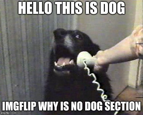 hello this is dog | HELLO THIS IS DOG; IMGFLIP WHY IS NO DOG SECTION | image tagged in hello this is dog | made w/ Imgflip meme maker
