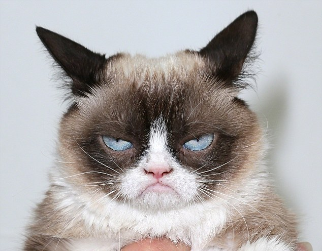 Grumpy cat angry Blank Meme Template