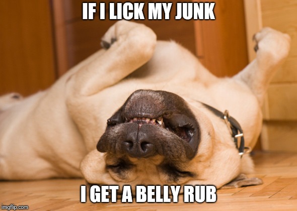 Sleeping dog | IF I LICK MY JUNK I GET A BELLY RUB | image tagged in sleeping dog | made w/ Imgflip meme maker