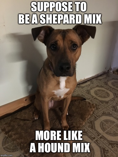 SUPPOSE TO BE A SHEPARD MIX MORE LIKE A HOUND MIX | made w/ Imgflip meme maker
