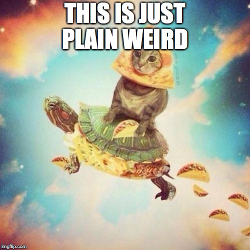 Space Pizza Cat Turtle Tacos | THIS IS JUST PLAIN WEIRD | image tagged in space pizza cat turtle tacos | made w/ Imgflip meme maker