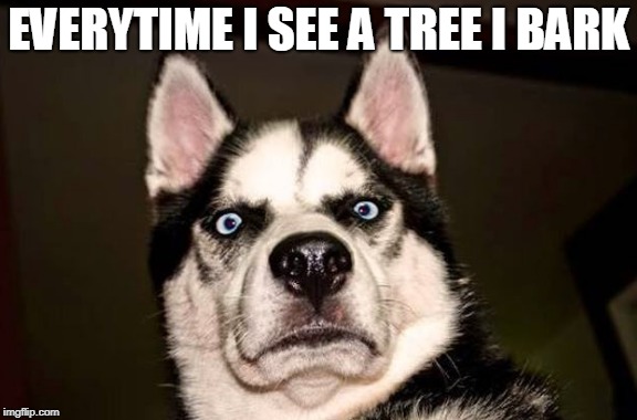 EVERYTIME I SEE A TREE I BARK | made w/ Imgflip meme maker