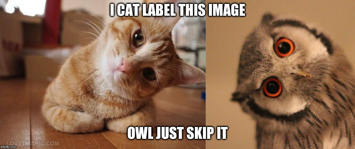 :3 |  I CAT LABEL THIS IMAGE; OWL JUST SKIP IT | image tagged in inquisitve owl,curious question cat | made w/ Imgflip meme maker