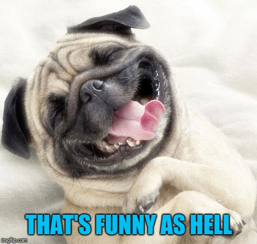 THAT'S FUNNY AS HELL | image tagged in nathan lane dog | made w/ Imgflip meme maker