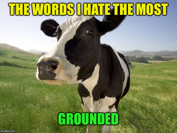 cow | THE WORDS I HATE THE MOST GROUNDED | image tagged in cow | made w/ Imgflip meme maker