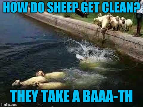 Baa-d Joke | HOW DO SHEEP GET CLEAN? THEY TAKE A BAAA-TH | image tagged in sheep | made w/ Imgflip meme maker