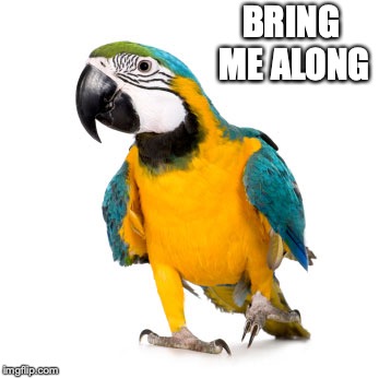 Parrot | BRING ME ALONG | image tagged in parrot | made w/ Imgflip meme maker
