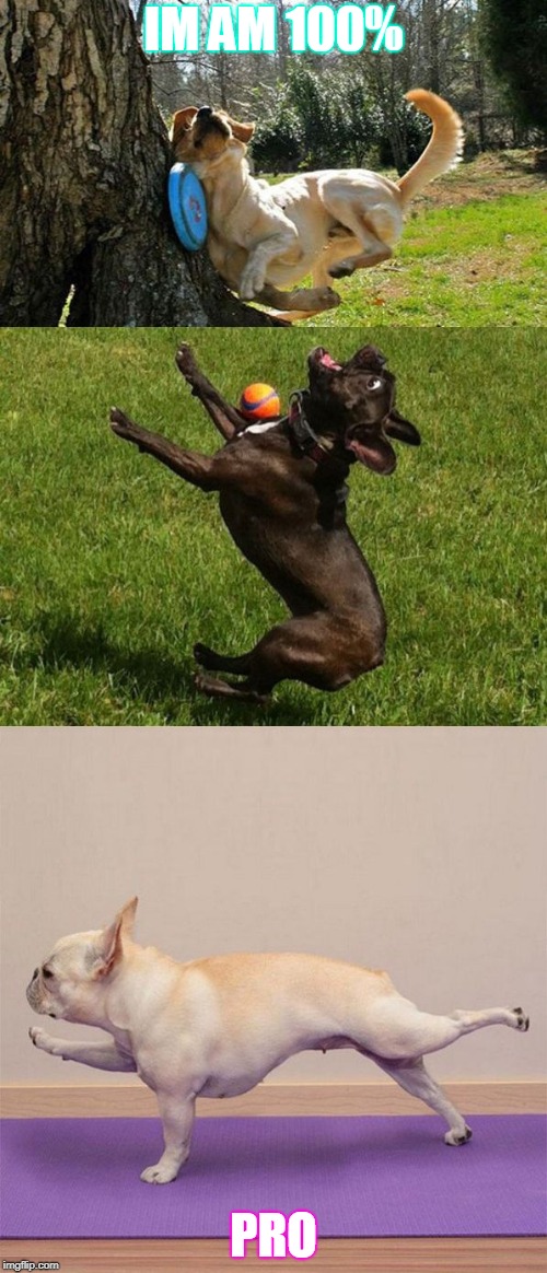 dog sports | IM AM 100%; PRO | image tagged in dog sports | made w/ Imgflip meme maker