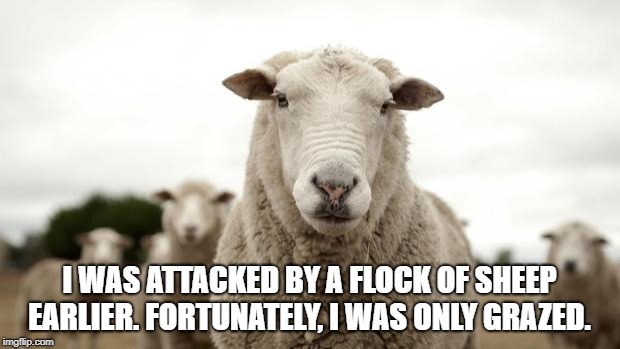 Sheep | I WAS ATTACKED BY A FLOCK OF SHEEP EARLIER. FORTUNATELY, I WAS ONLY GRAZED. | image tagged in sheep | made w/ Imgflip meme maker