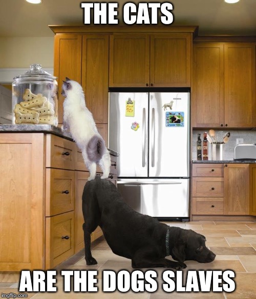 Cat and Dog Treats | THE CATS; ARE THE DOGS SLAVES | image tagged in cat and dog treats | made w/ Imgflip meme maker