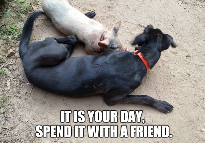 If you pick your friends by type, you probably have no friends.  | IT IS YOUR DAY, SPEND IT WITH A FRIEND. | image tagged in if you pick your friends by type you probably have no friends | made w/ Imgflip meme maker