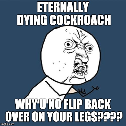 Y U No Meme | ETERNALLY DYING COCKROACH; WHY U NO FLIP BACK OVER ON YOUR LEGS???? | image tagged in memes,y u no | made w/ Imgflip meme maker