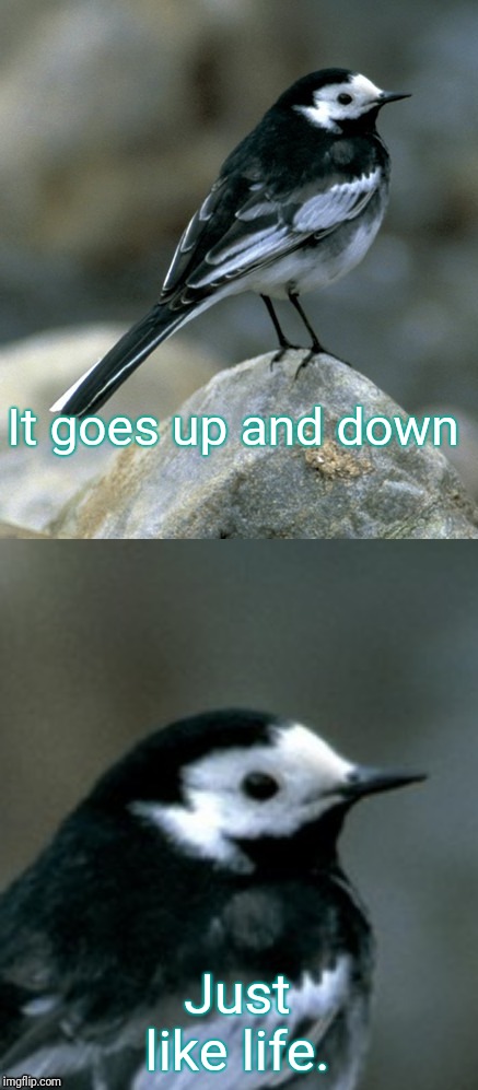 Clinically Depressed Pied Wagtail | It goes up and down Just like life. | image tagged in clinically depressed pied wagtail | made w/ Imgflip meme maker
