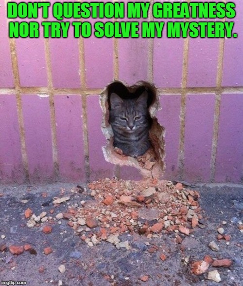 Cat in a wall | DON'T QUESTION MY GREATNESS NOR TRY TO SOLVE MY MYSTERY. | image tagged in cat in a wall | made w/ Imgflip meme maker
