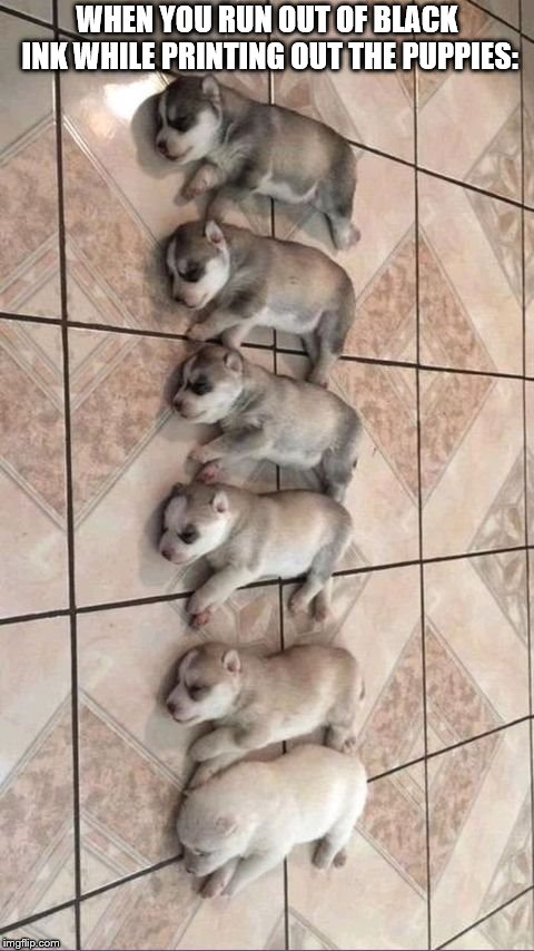 WHEN YOU RUN OUT OF BLACK INK WHILE PRINTING OUT THE PUPPIES: | image tagged in cute puppies,claybourne,funny picture,dogs | made w/ Imgflip meme maker