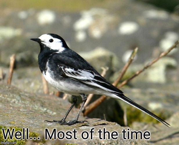 Savage Pied Wagtail | Well... Most of the time | image tagged in savage pied wagtail | made w/ Imgflip meme maker