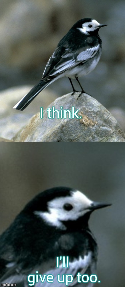 Clinically Depressed Pied Wagtail | I think. I'll give up too. | image tagged in clinically depressed pied wagtail | made w/ Imgflip meme maker