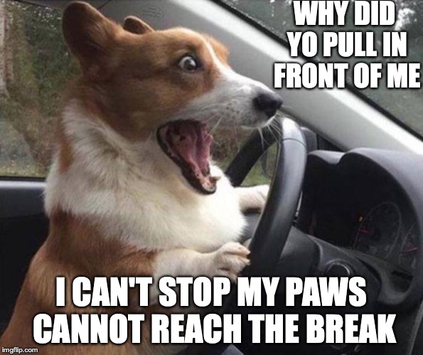 dog driving | WHY DID YO PULL IN FRONT OF ME; I CAN'T STOP MY PAWS CANNOT REACH THE BREAK | image tagged in dog driving | made w/ Imgflip meme maker