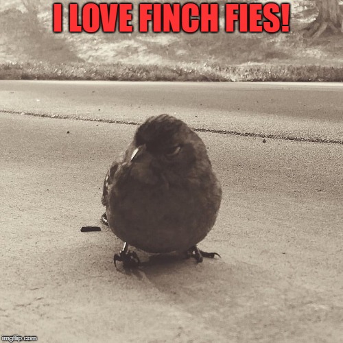 Grumpy Finch | I LOVE FINCH FIES! | image tagged in grumpy finch | made w/ Imgflip meme maker