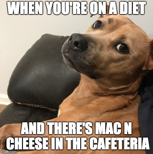 Expressive Dog | WHEN YOU'RE ON A DIET; AND THERE'S MAC N CHEESE IN THE CAFETERIA | image tagged in expressive dog | made w/ Imgflip meme maker