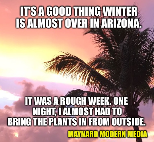 Palm Tree Ethics | IT’S A GOOD THING WINTER IS ALMOST OVER IN ARIZONA. IT WAS A ROUGH WEEK. ONE NIGHT, I ALMOST HAD TO BRING THE PLANTS IN FROM OUTSIDE. MAYNARD MODERN MEDIA | image tagged in palm tree ethics | made w/ Imgflip meme maker